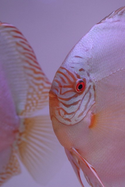 ABF_2013   021.jpg